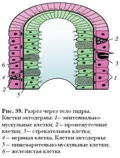 Кракен нар шоп